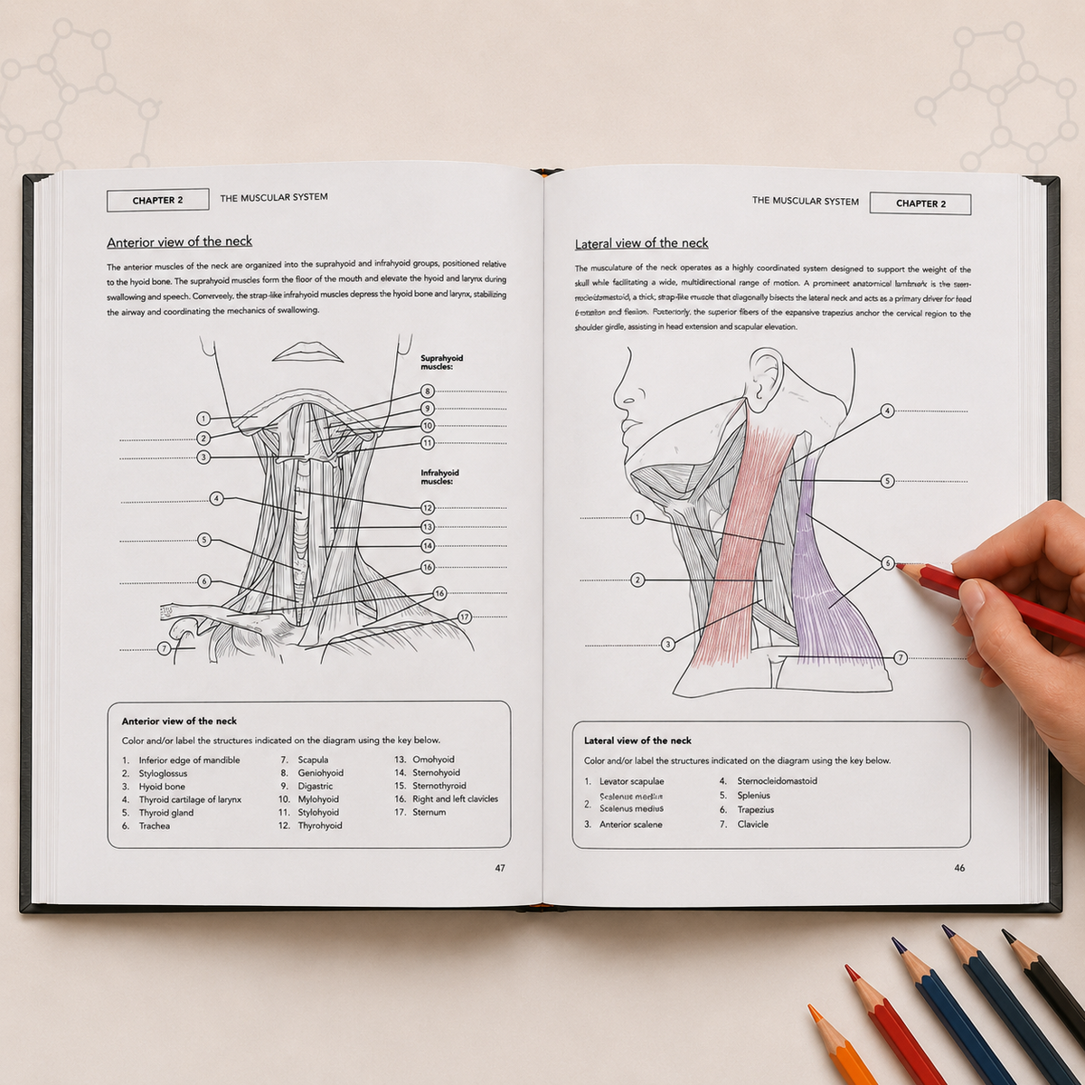 Human Anatomy and Physiology Coloring Book: A Visual Guide to the Structures and Systems of the Human Body