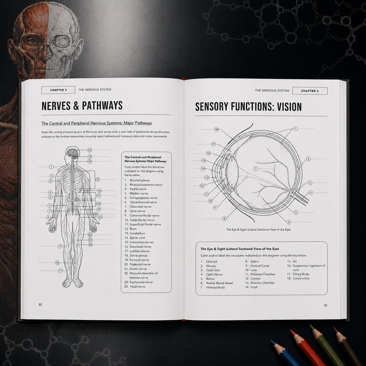 Human Anatomy and Physiology Coloring Book: A Visual Guide to the Structures and Systems of the Human Body
