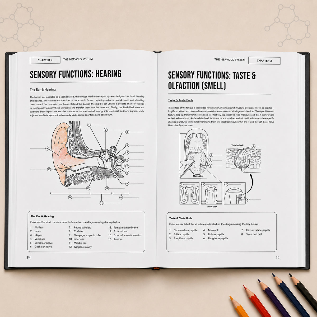 Human Anatomy and Physiology Coloring Book: A Visual Guide to the Structures and Systems of the Human Body