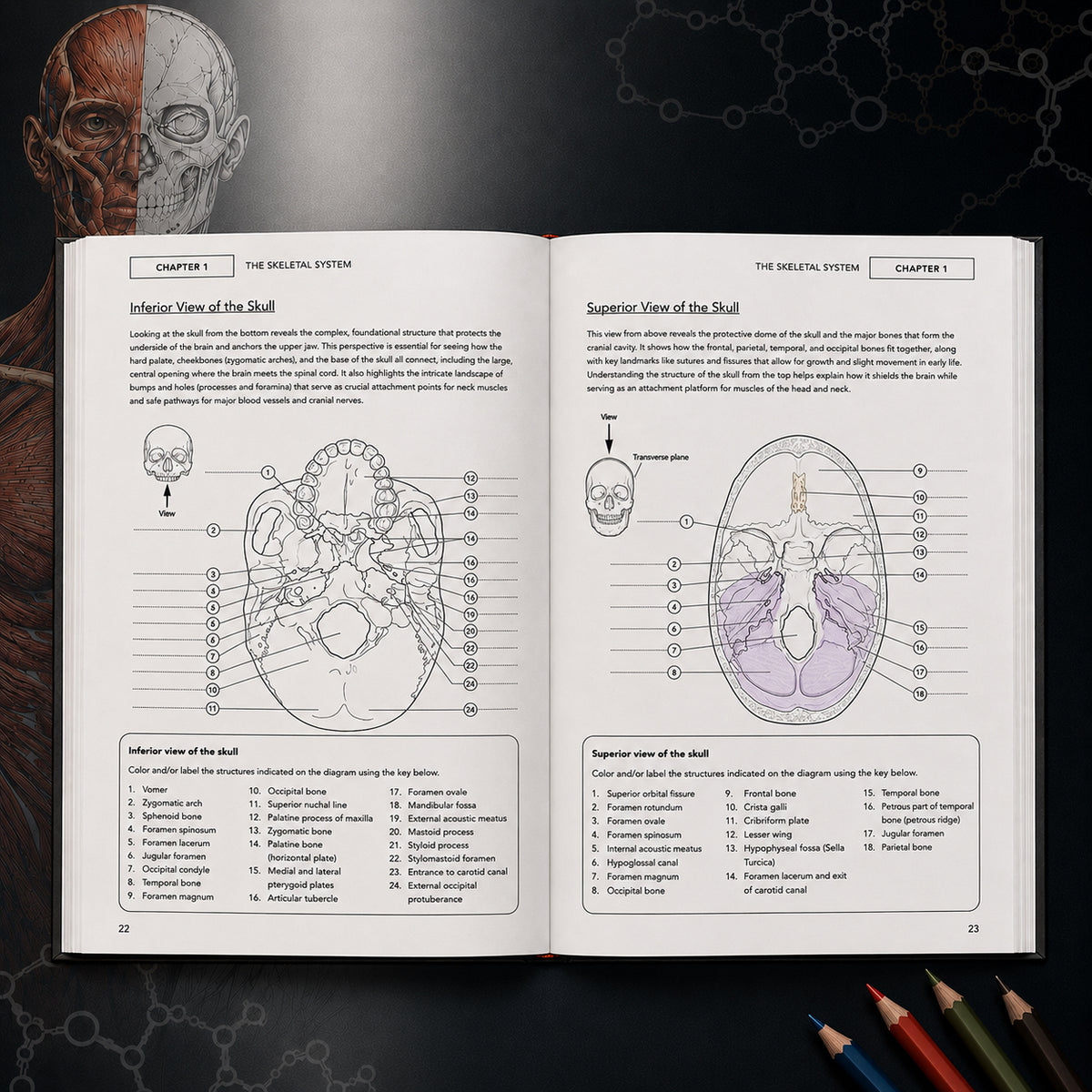 Human Anatomy and Physiology Coloring Book: A Visual Guide to the Structures and Systems of the Human Body